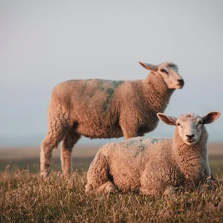 Kirchspielkrug & Restaurant * فيستيرهيفير